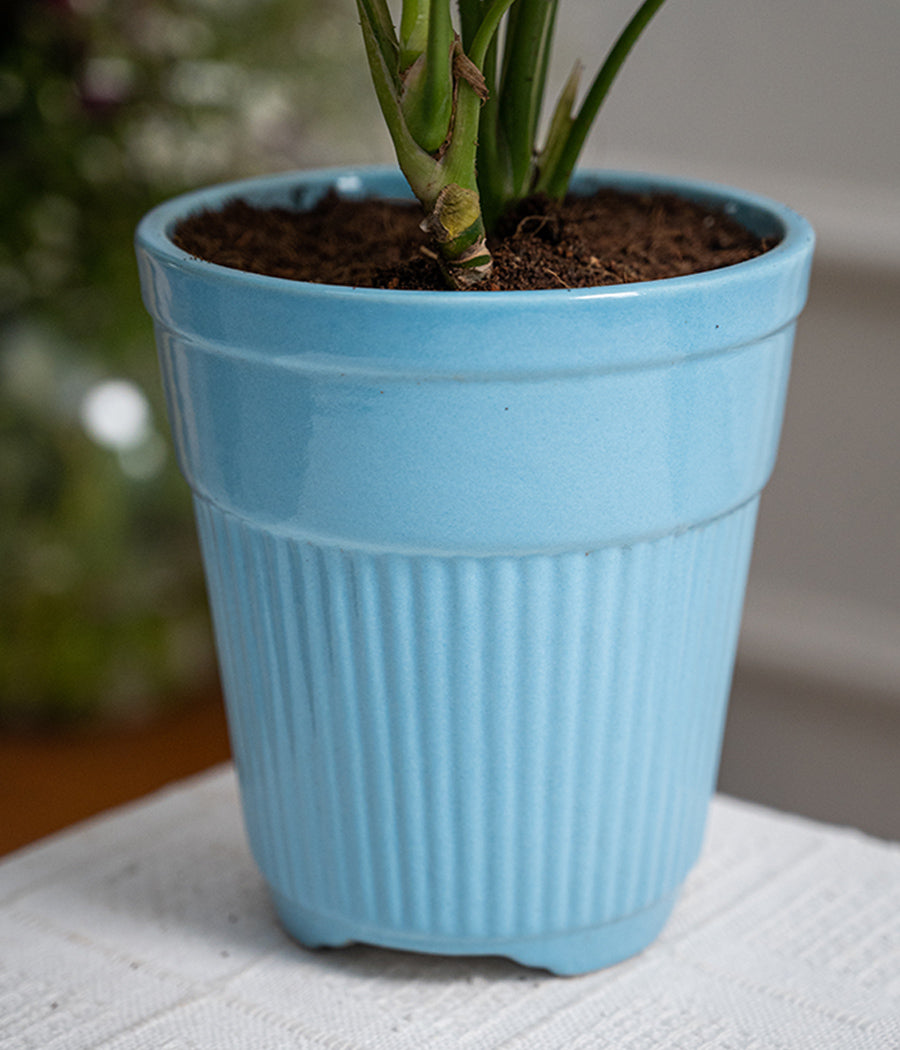 Aglaonema Pink in Tall Blue Ceramic Planter