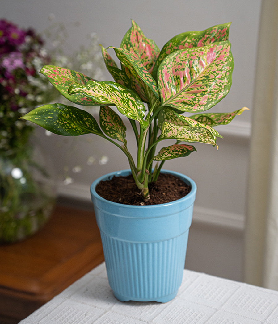 Aglaonema Pink in Tall Blue Ceramic Planter