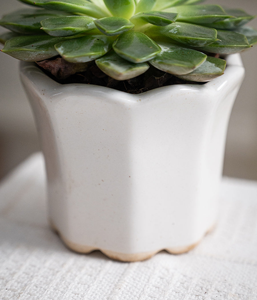 Echeveria Succulent in Baby Ceramic Pot