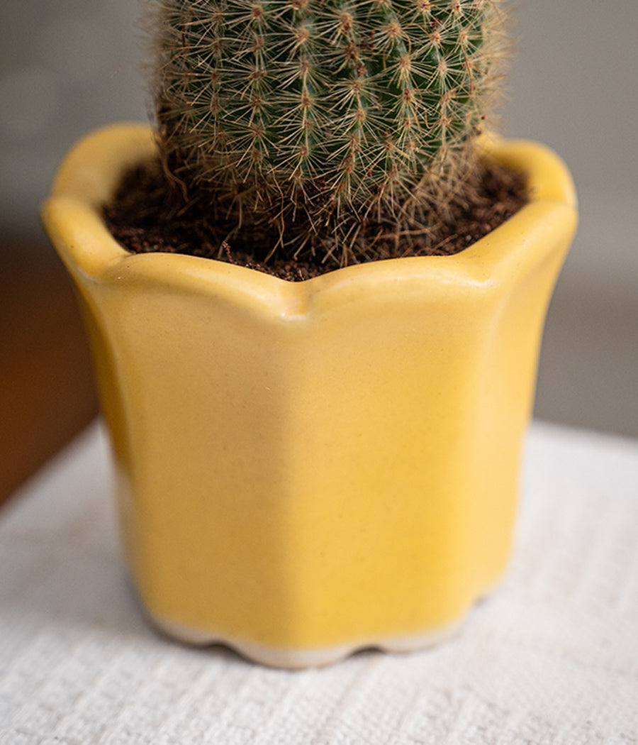Ball Cactus in Baby Ceramic Pot