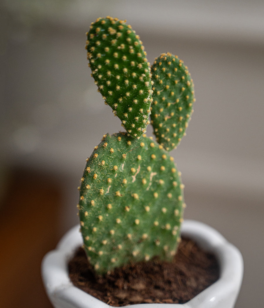 Bunny-Ear Cactus in Baby Ceramic Pot
