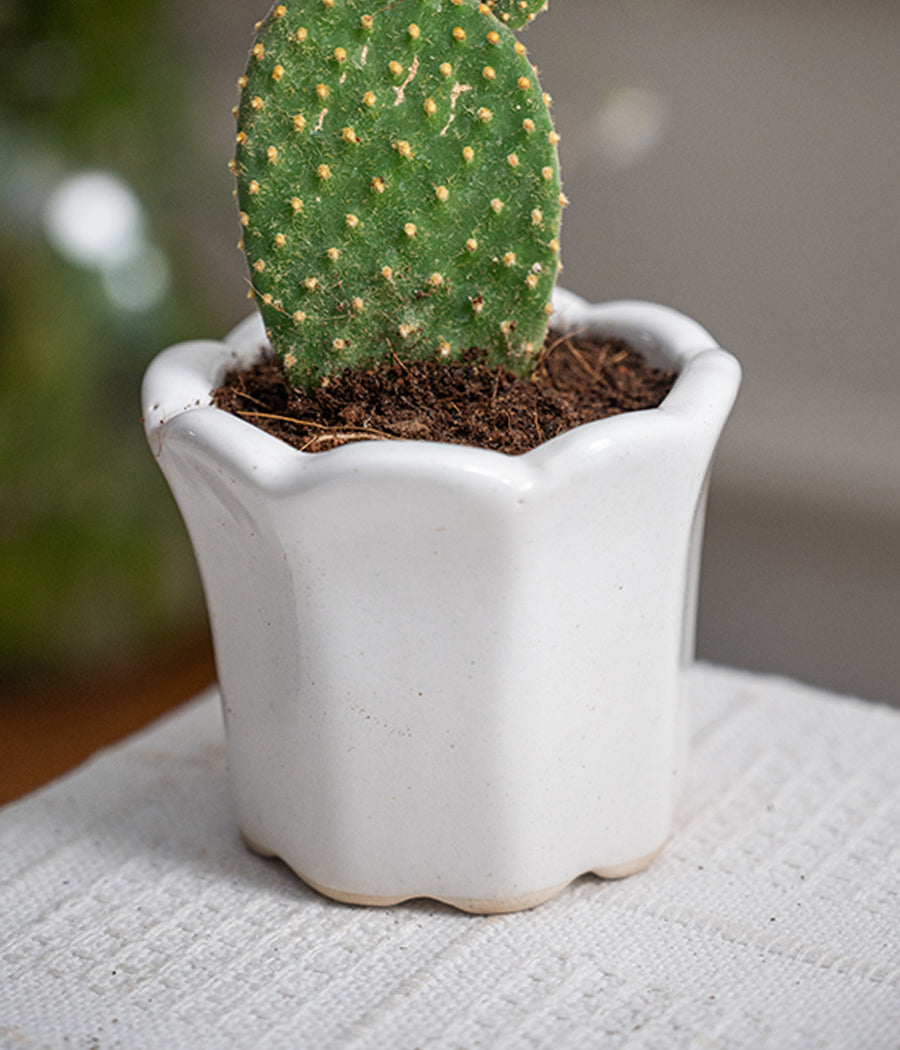 Bunny-Ear Cactus in Baby Ceramic Pot