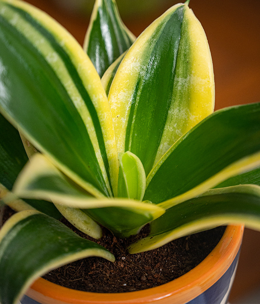 Schefflera Plant with Blue Printed Ceramic Pot