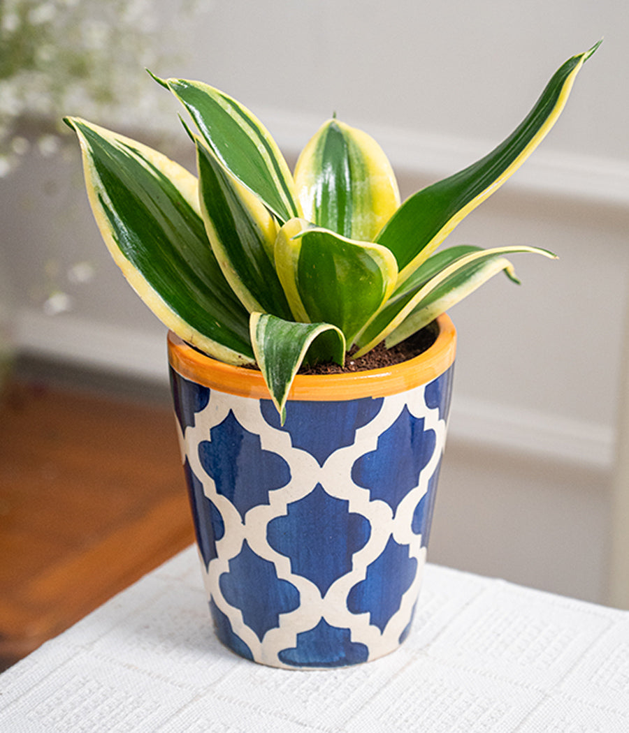 Schefflera Plant with Blue Printed Ceramic Pot