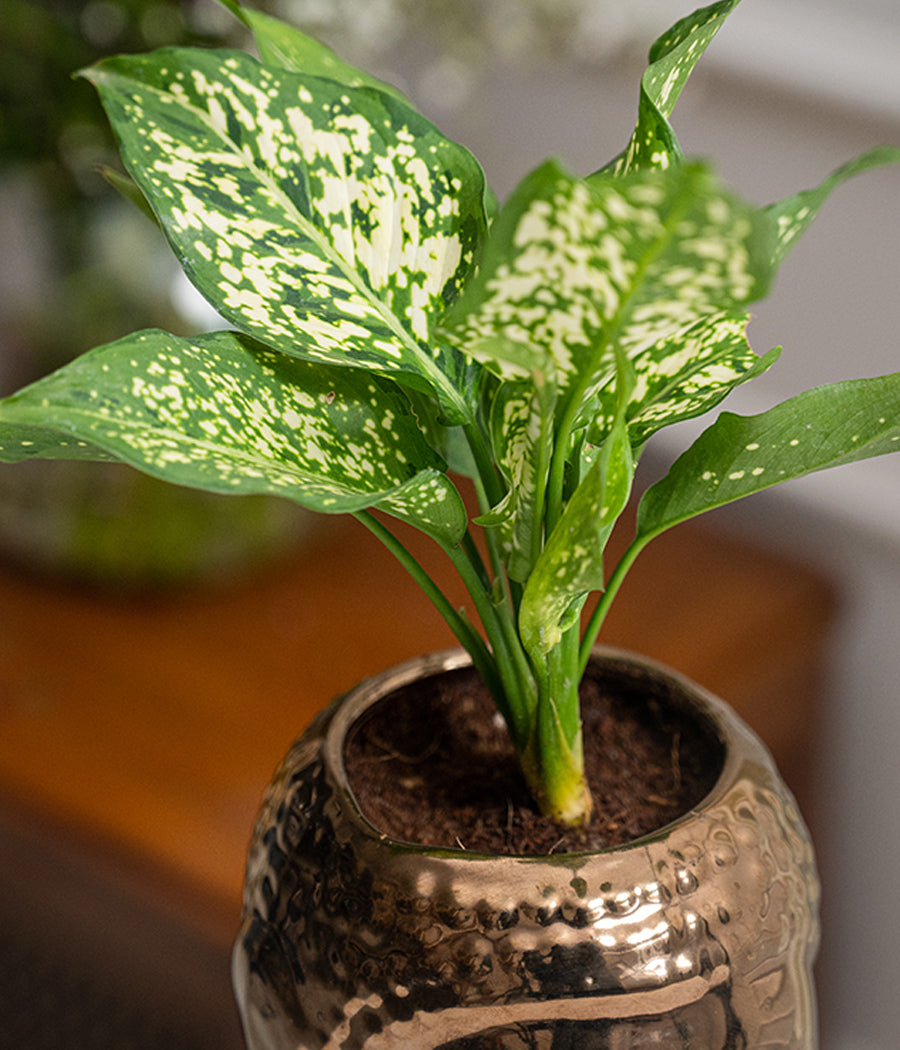 Aglaonema Snow in Buddha Ceramic Planter