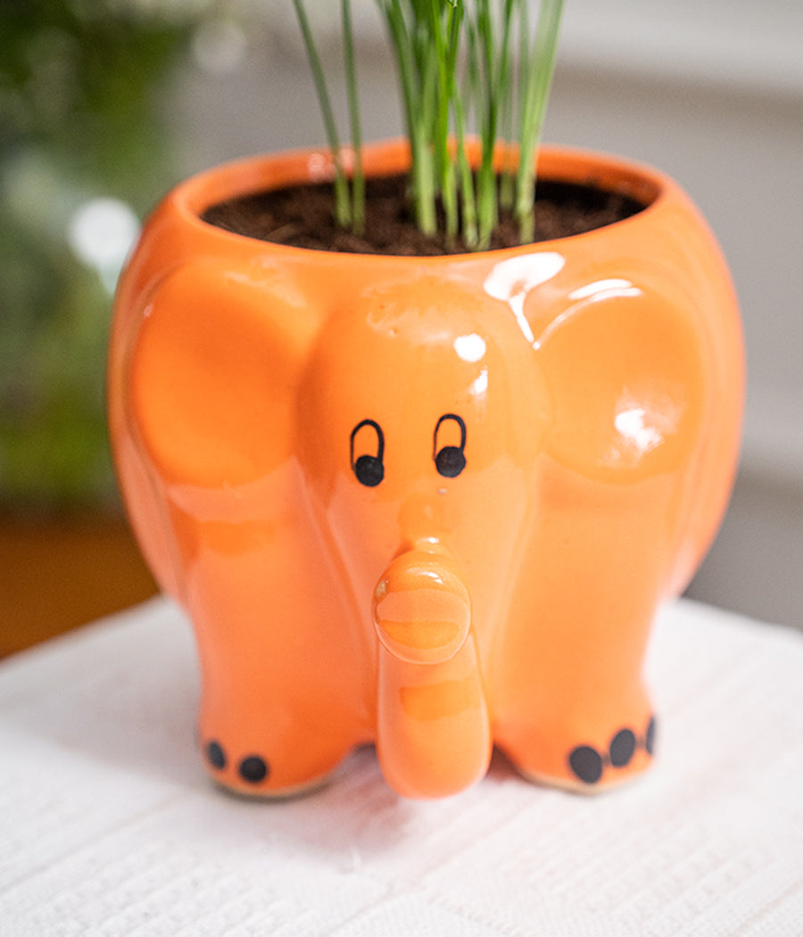 Chamaedorea Elegans in Elephant Ceramic Pot