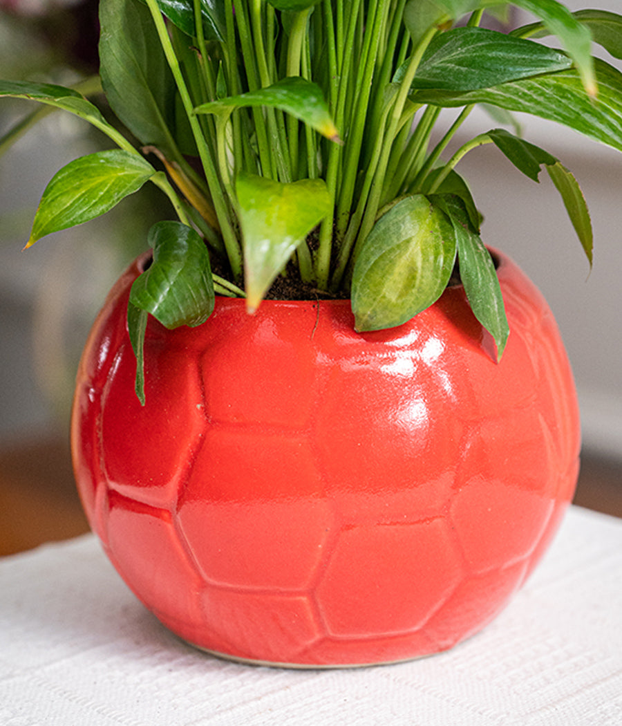 Peace Lily in Football Planter