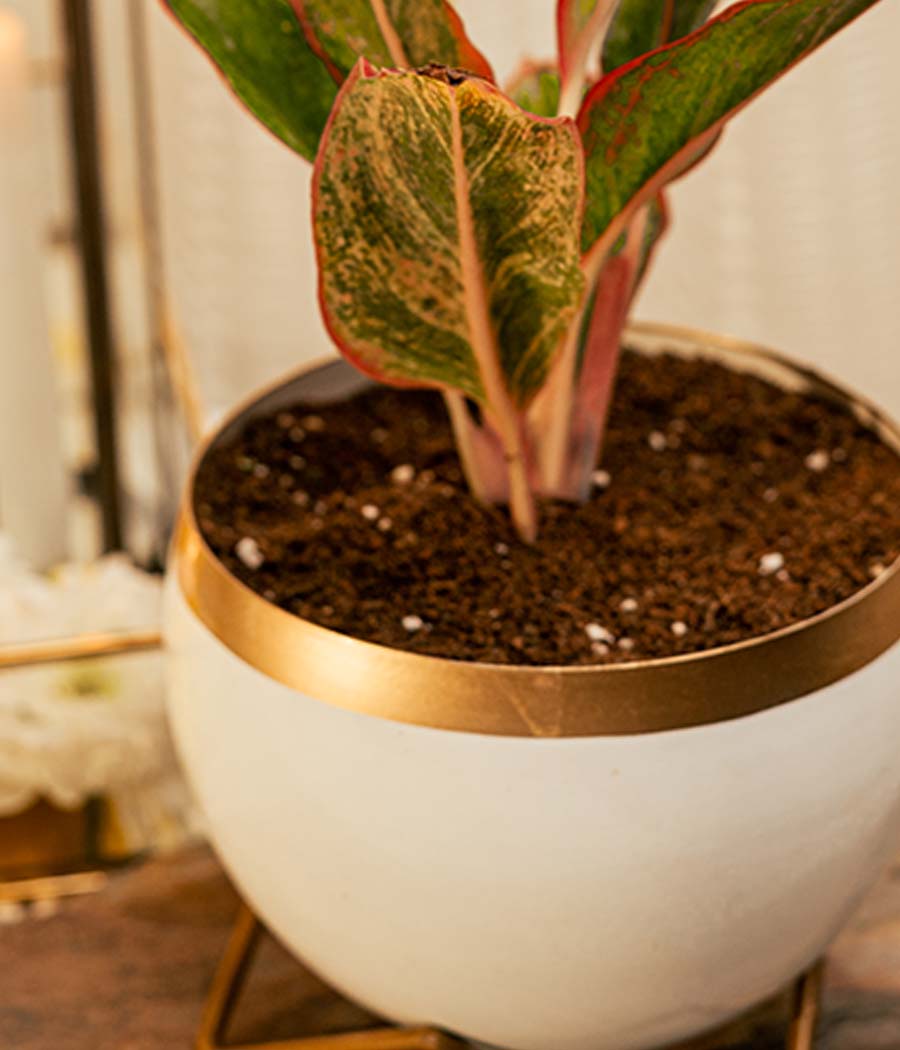 Aglaonema Pink in White Gold Metal Planter with Stand