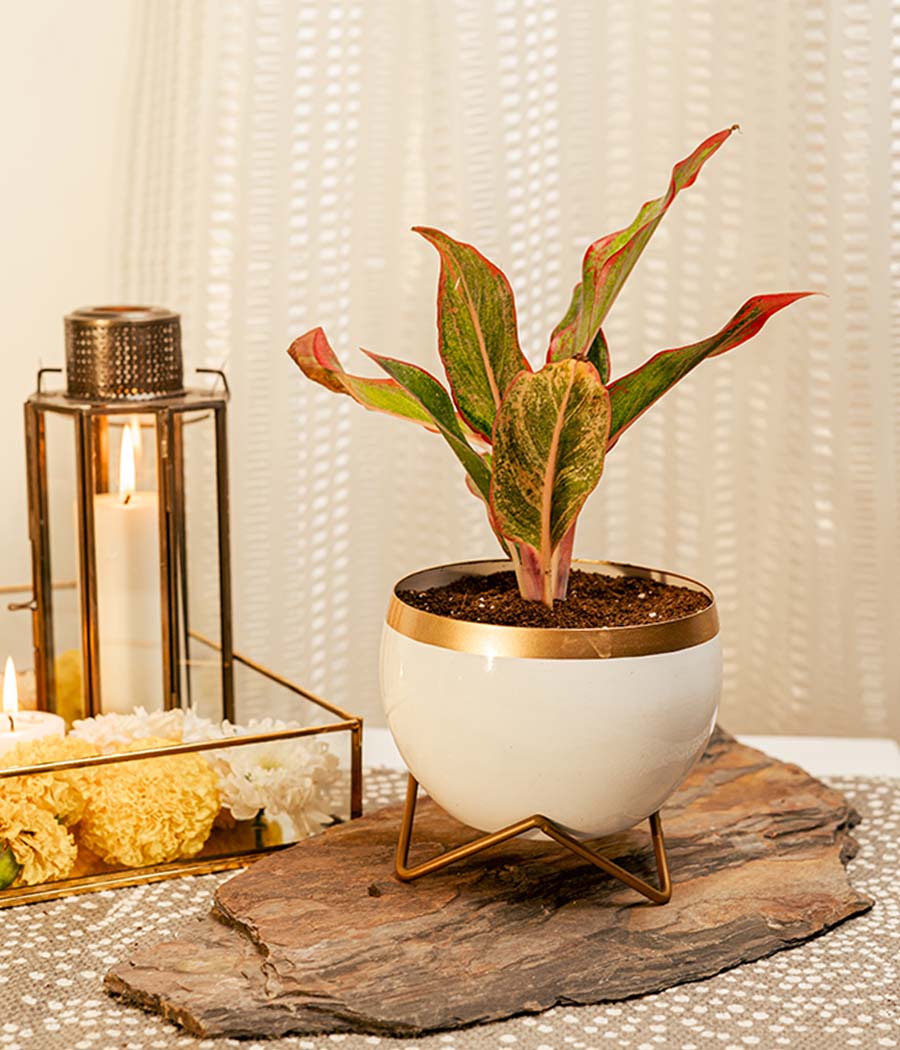 Aglaonema Pink in White Gold Metal Planter with Stand