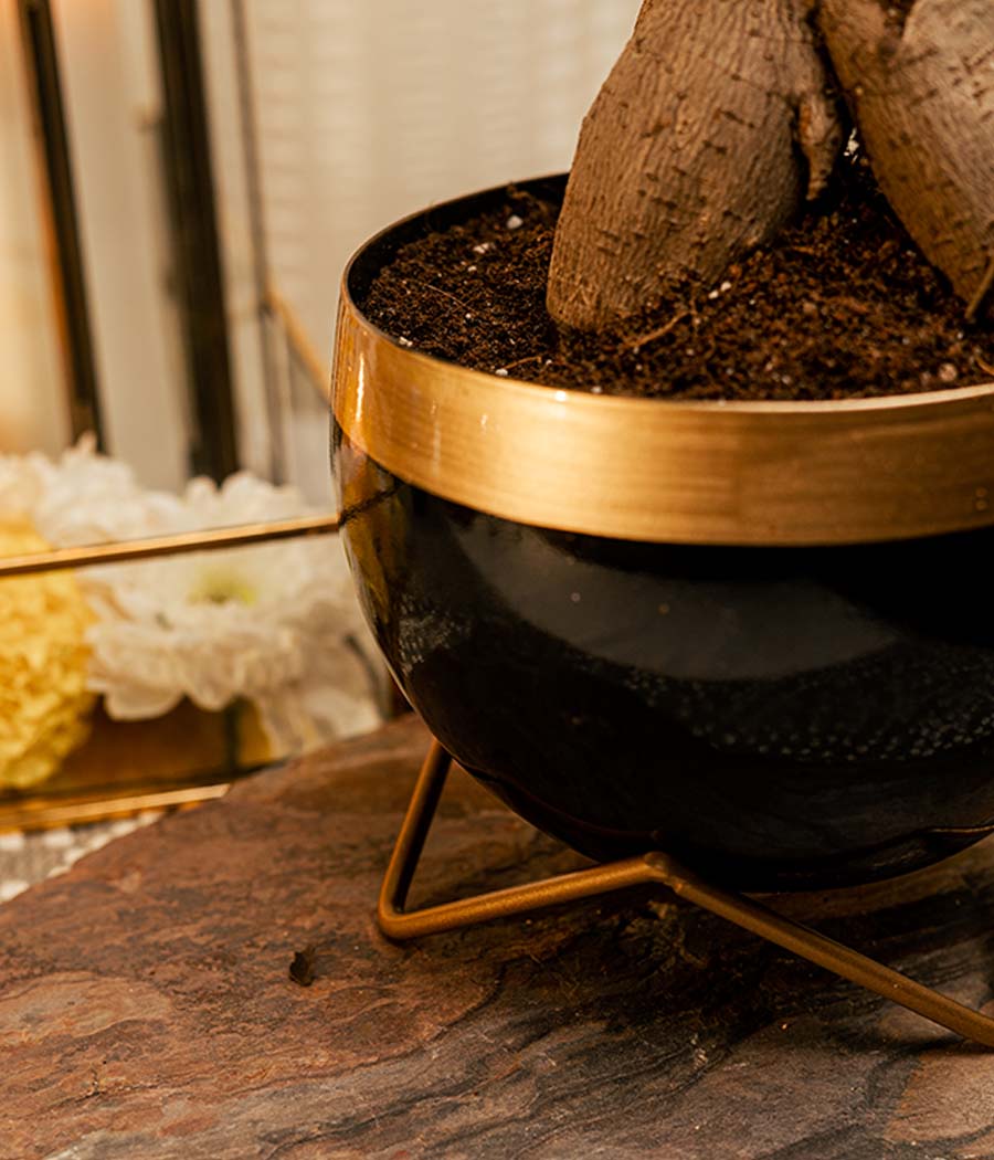 Ficus Bonsai Plant in Black Gold Metal Planter with Stand