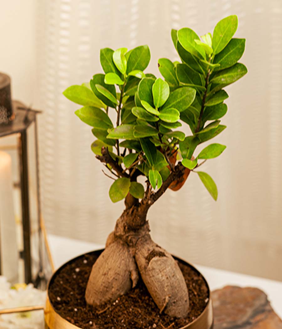 Ficus Bonsai Plant in Black Gold Metal Planter with Stand