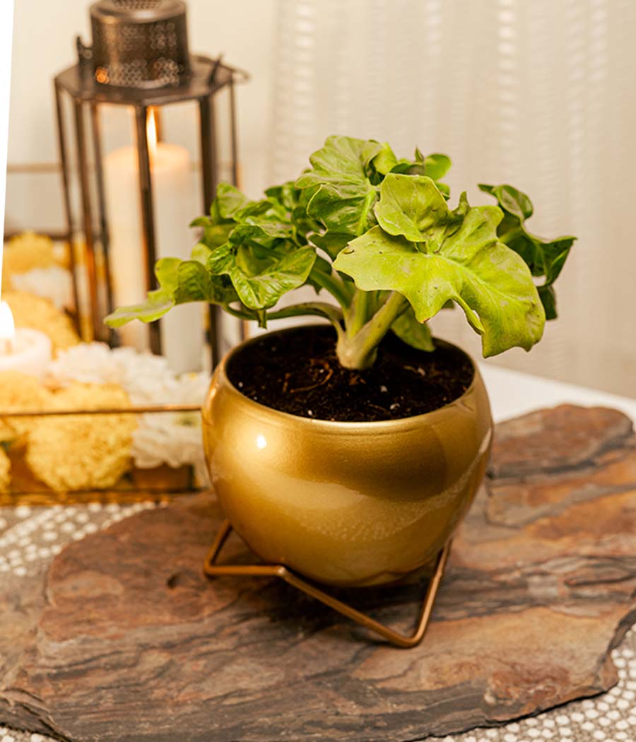 Philodendron Atom in Gold Planter with Stand