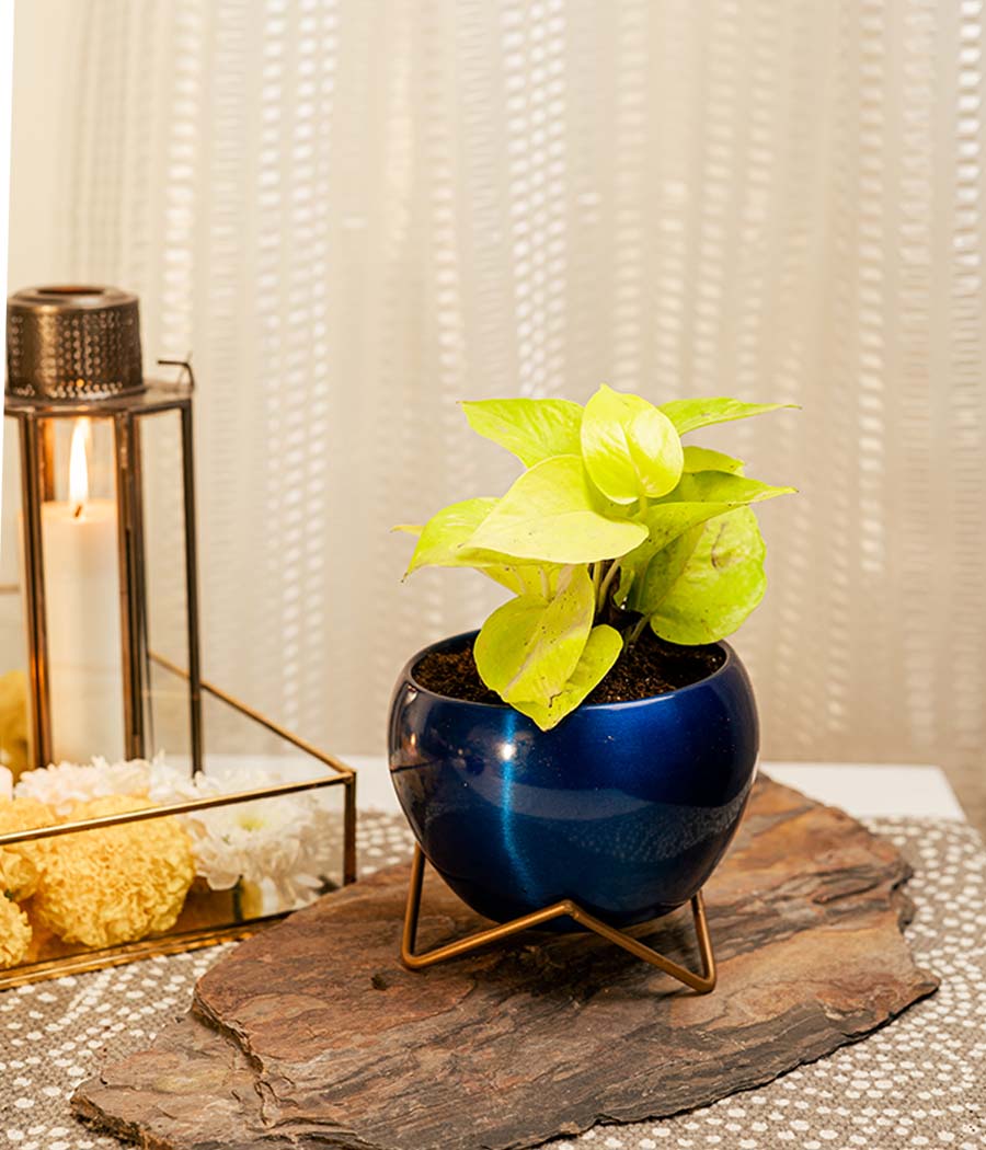 Golden Money Plant in Blue Metal Planter with Stand
