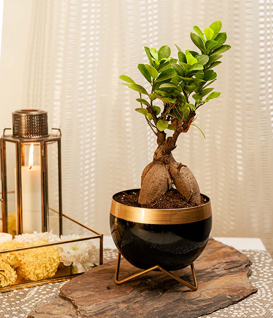 Ficus Bonsai Plant in Black Gold Metal Planter with Stand