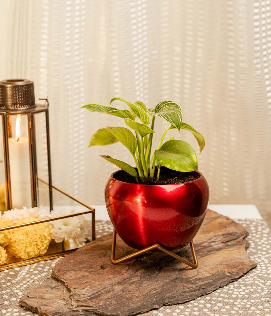 Philodendron Birkin in Red Metal Planter with Stand