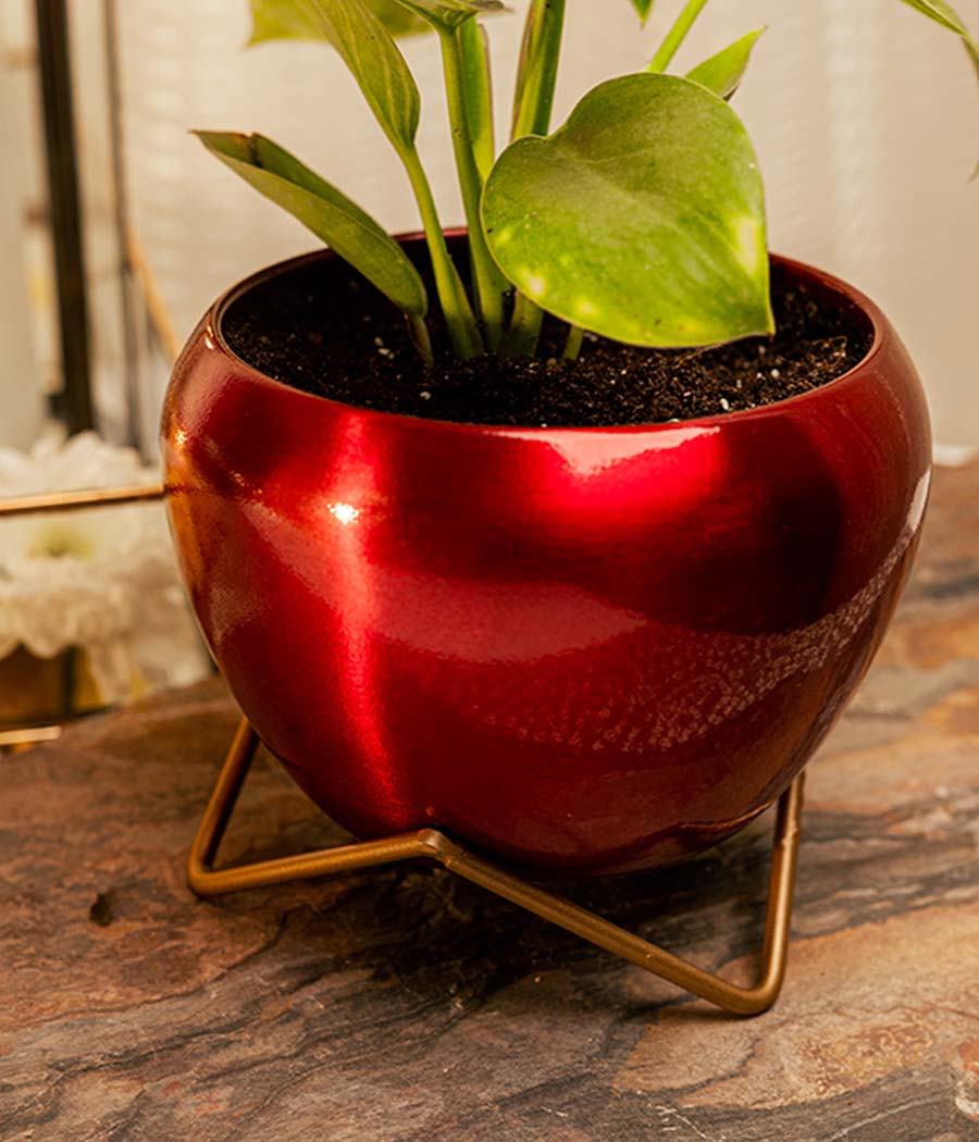 red philodendron birkin Buy Philodendron Birkin Plant in Red Metal Planter Online