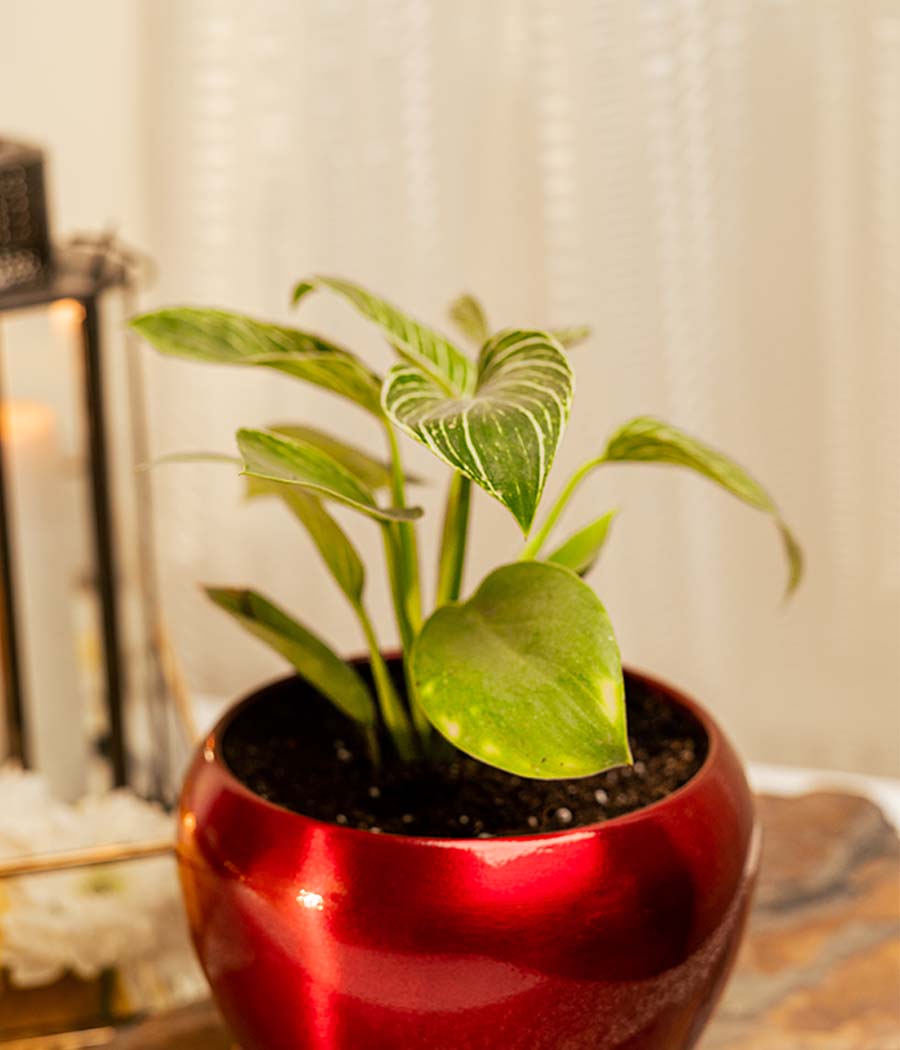 red philodendron birkin Buy Philodendron Birkin Plant in Red Metal Planter Online