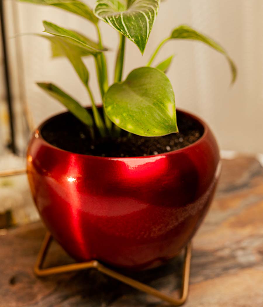 philodendron birkin red Buy Philodendron Birkin Plant in Red Metal Planter Online
