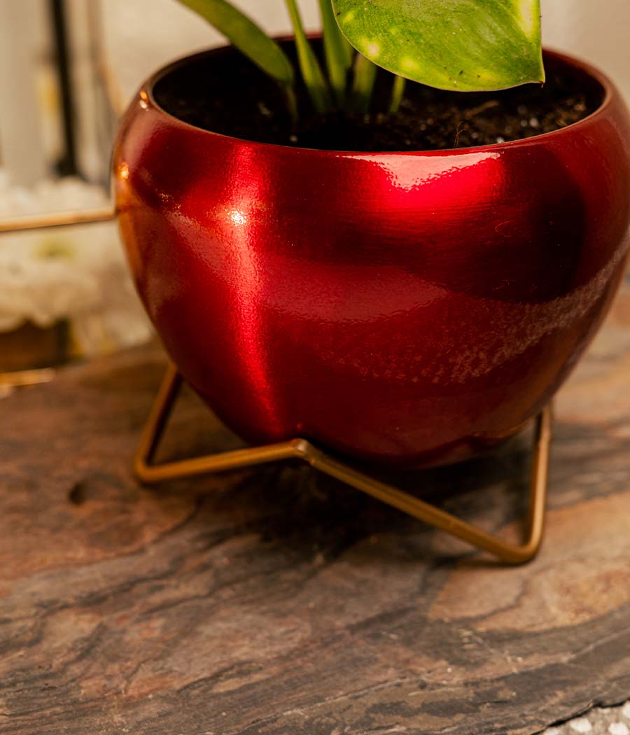 philodendron birkin red Buy Philodendron Birkin Plant in Red Metal Planter Online