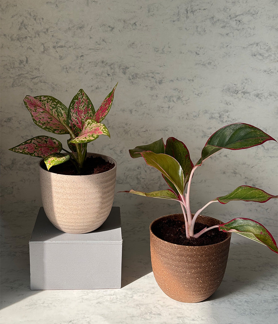 Aglaonema Duo  in Aravalii Eco Series Planter