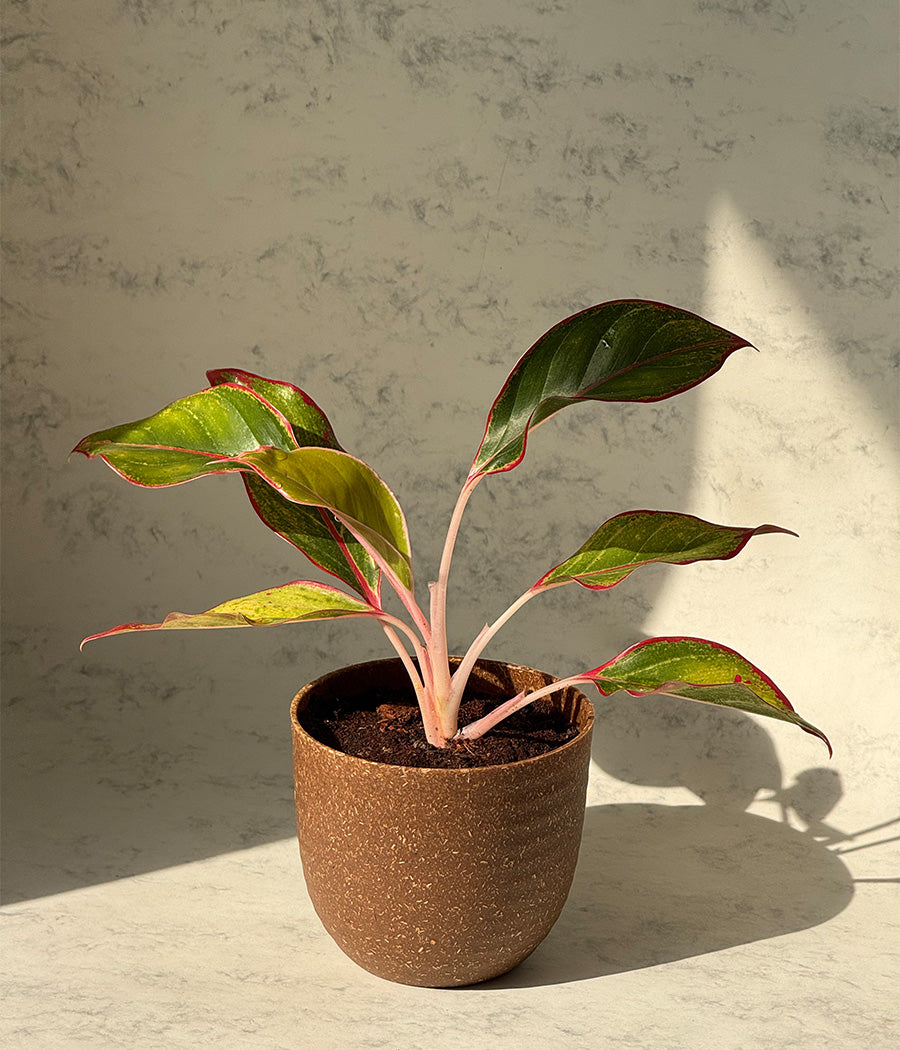 Aglaonema Duo  in Aravalii Eco Series Planter