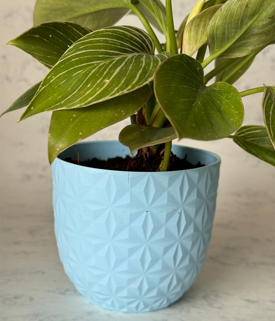 PHILODENDRON BIRKIN IN BLUE DIAMOND PLANTER