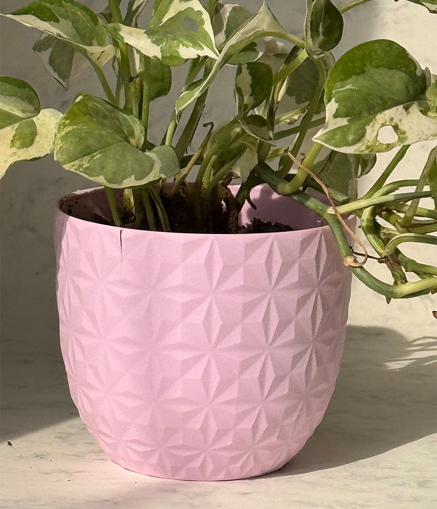 Queen Marble Money Plant in Pink Diamond Planter