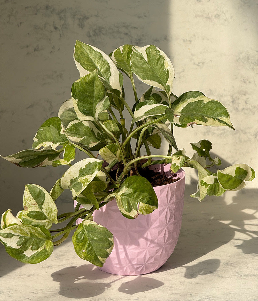 Queen Marble Money Plant in Pink Diamond Planter