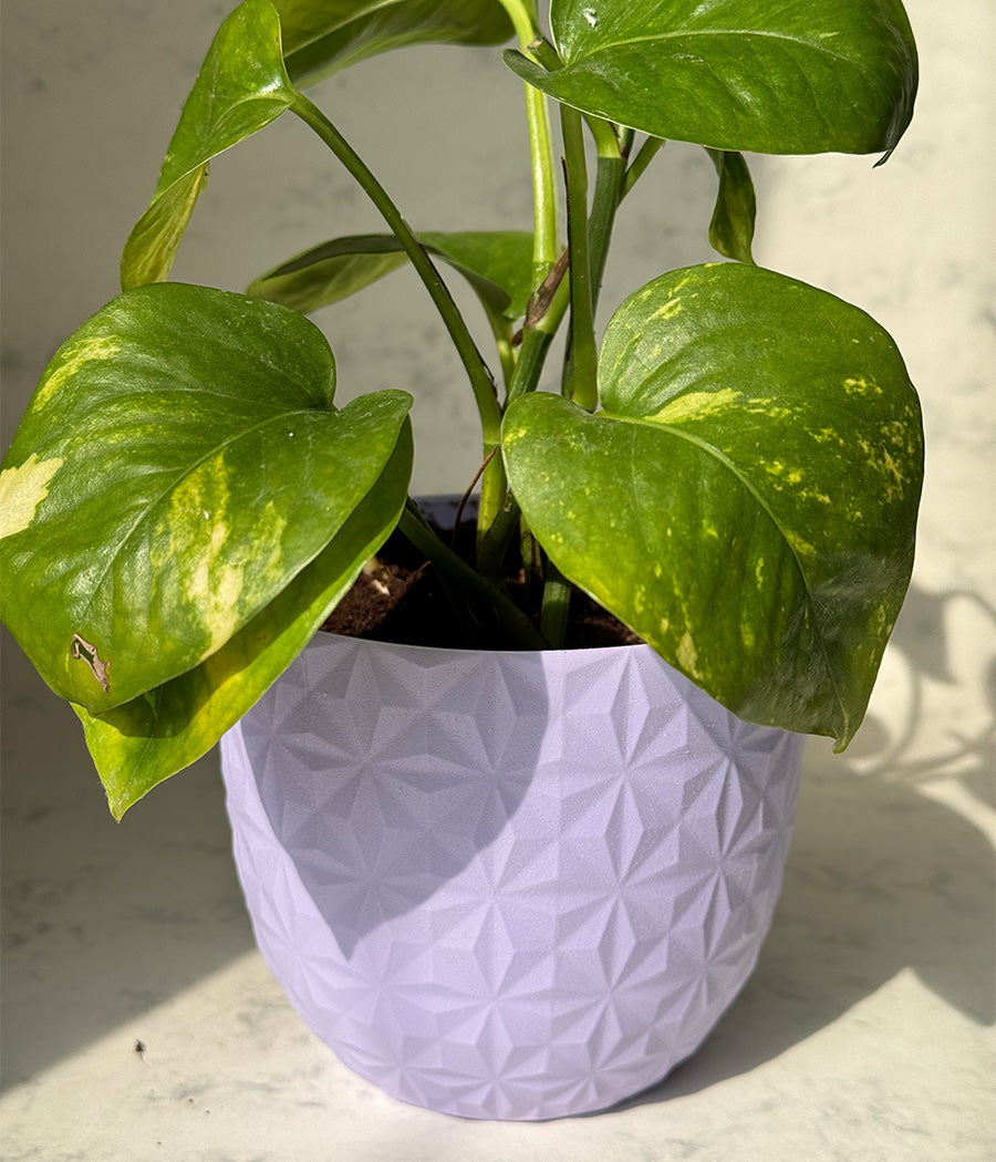 Money Plant in Mouve Diamond Planter