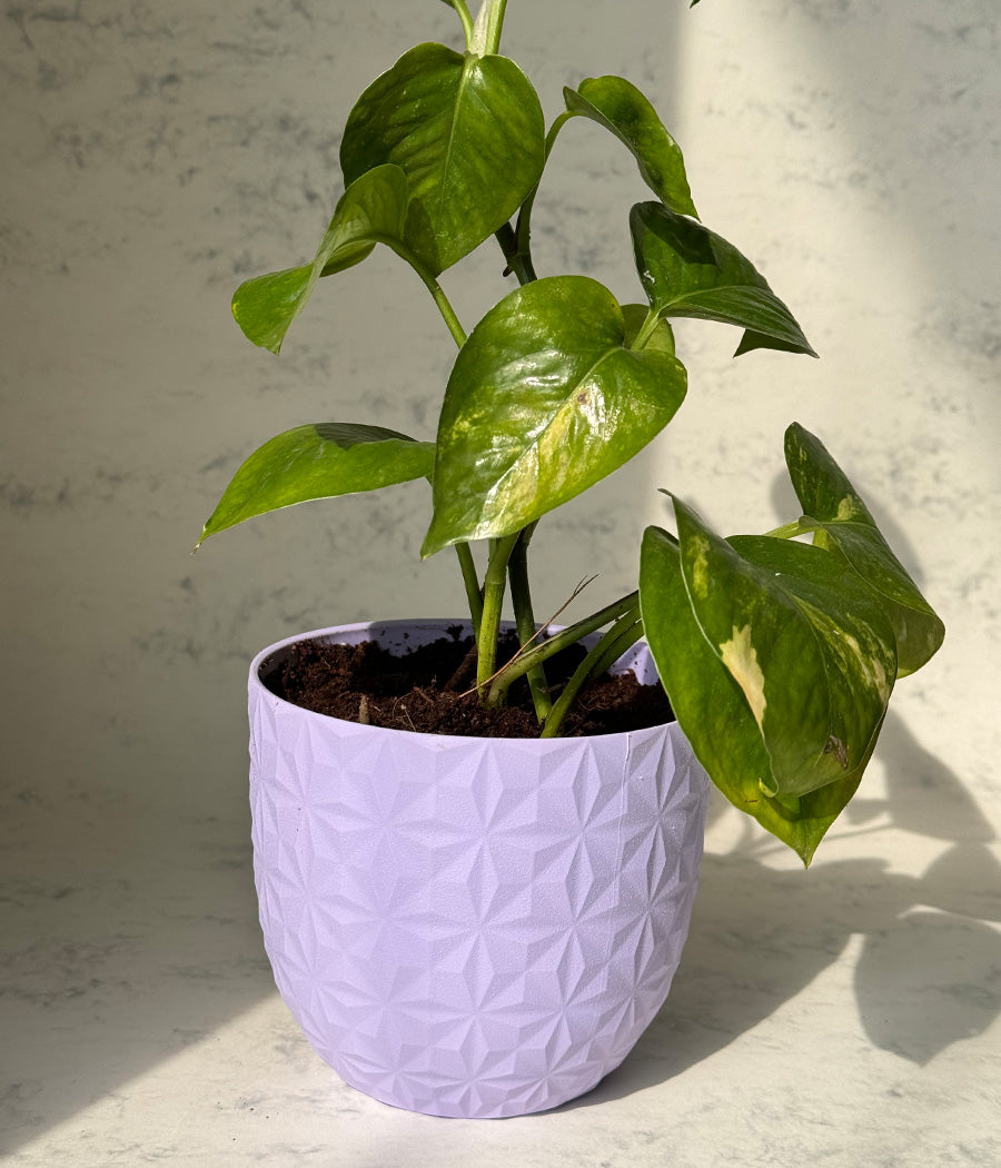 Money Plant in Mouve Diamond Planter