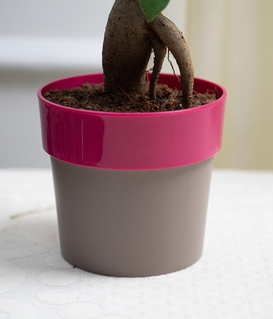 Ficus Bonsai in Pink Sunny-side Planter