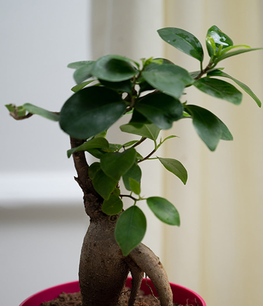 Ficus Bonsai in Pink Sunny-side Planter