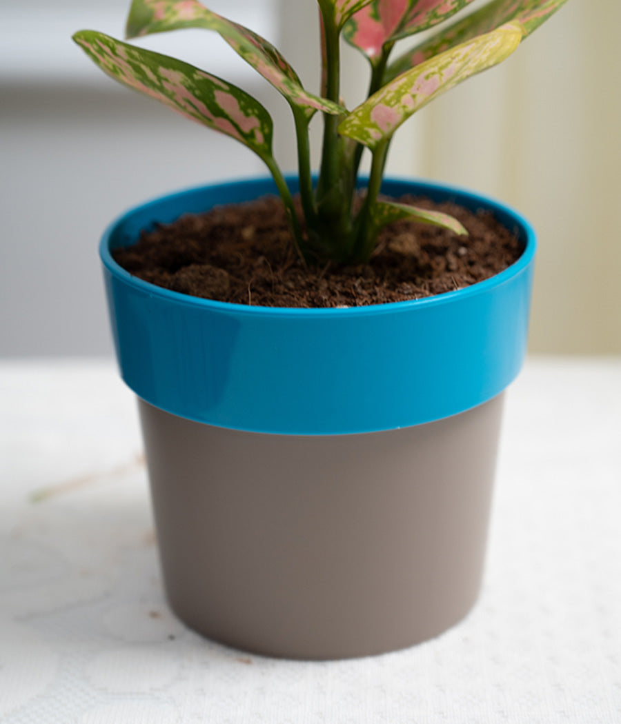 Aglaonema Pink in Blue Sunny-side Planter