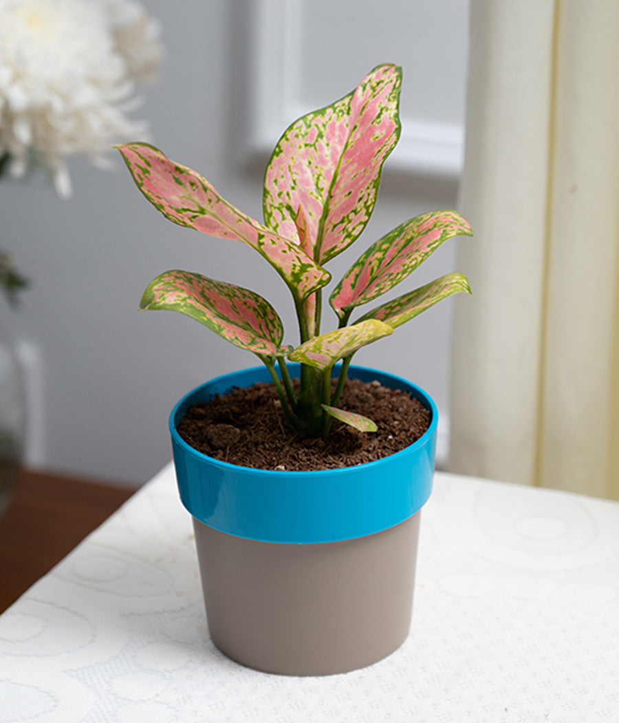Aglaonema Pink in Blue Sunny-side Planter
