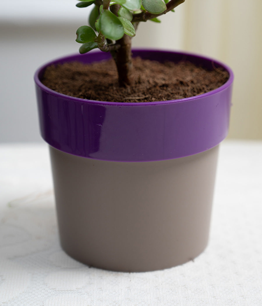 Jade Plant in Purple Sunny-side Planter