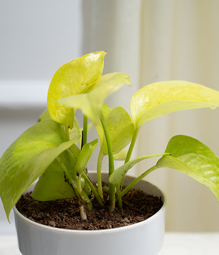 Money Plant in White Sunny-side Planter