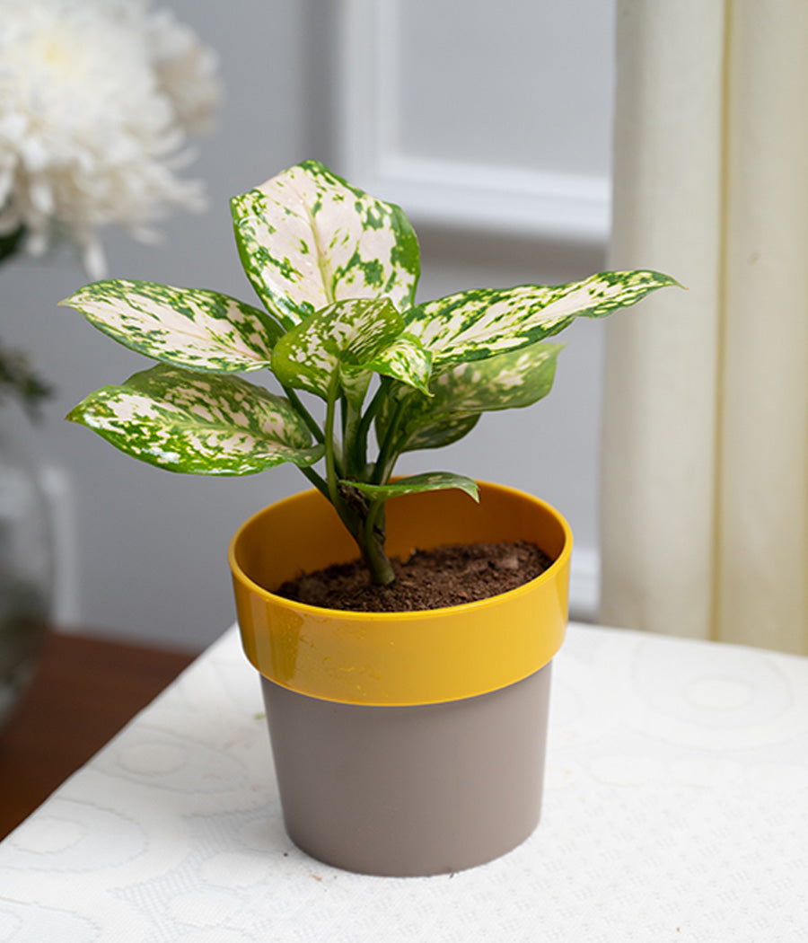 Aglaonema Snow White in Yellow Sunny-side Planter