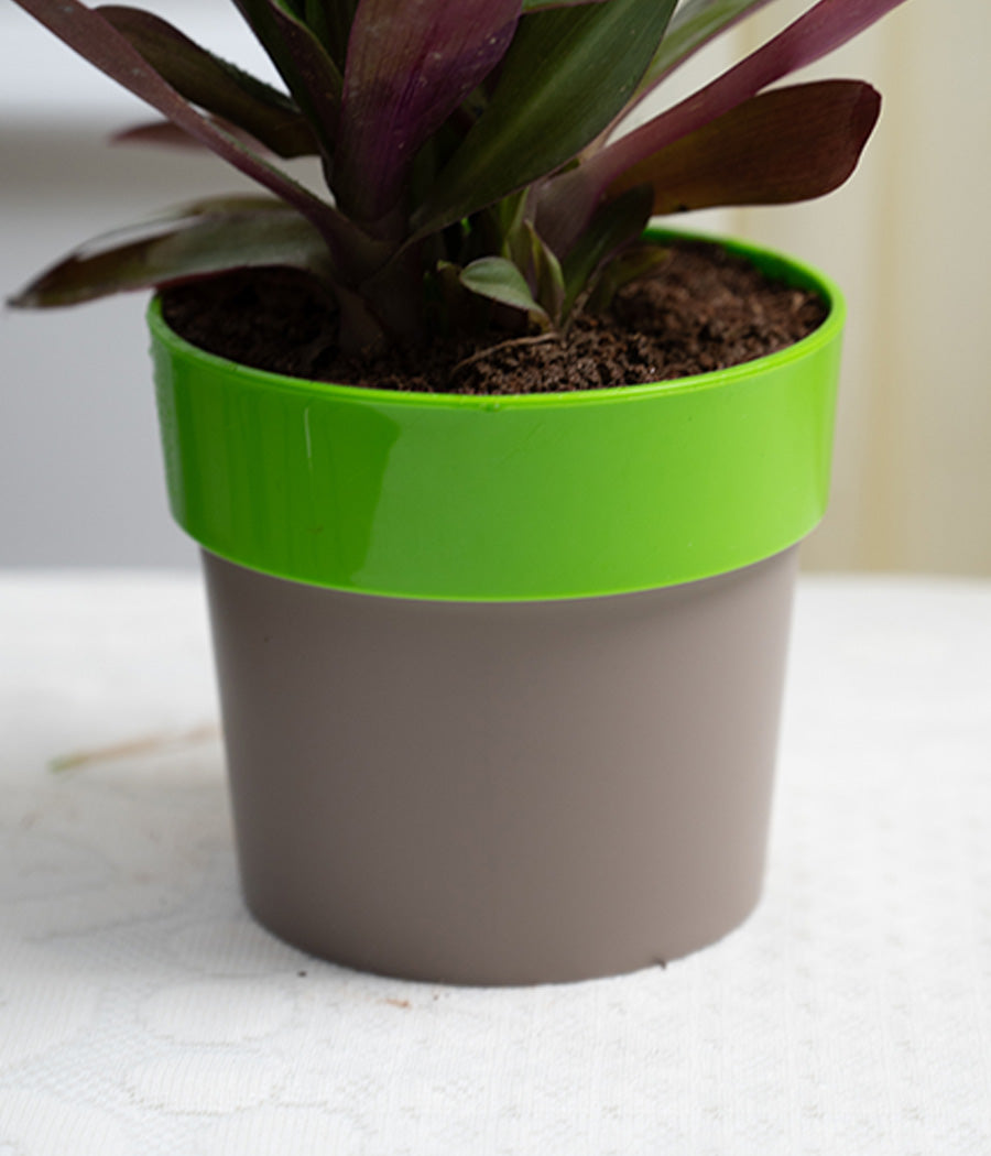 Rhoeo Plant in Green Sunny-side Planter