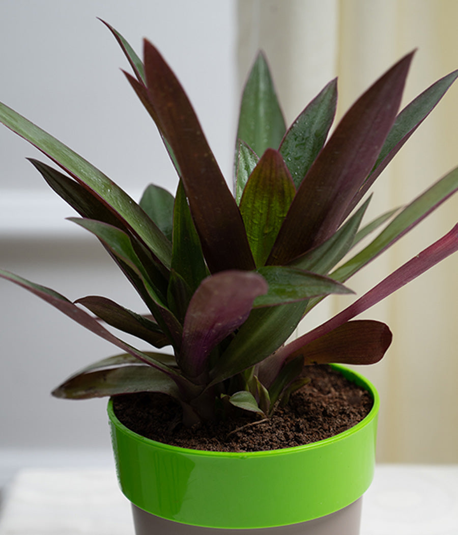 Rhoeo Plant in Green Sunny-side Planter