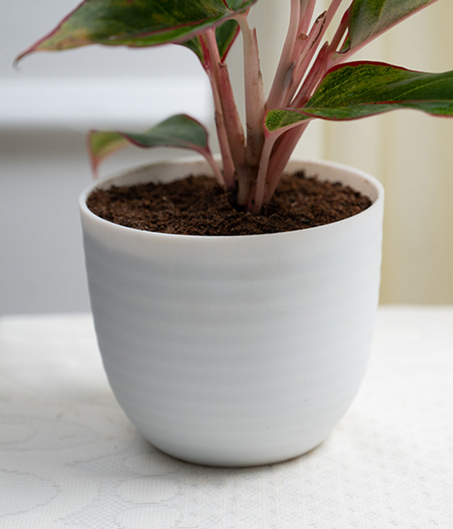 Aglaonema Lipstick in Pastel White Planter