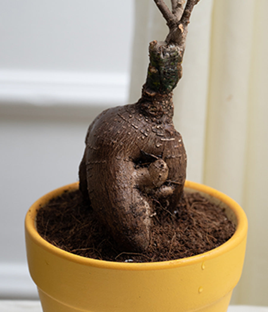 Ficus Bonsai in Daisy Ceramic Matte Pot