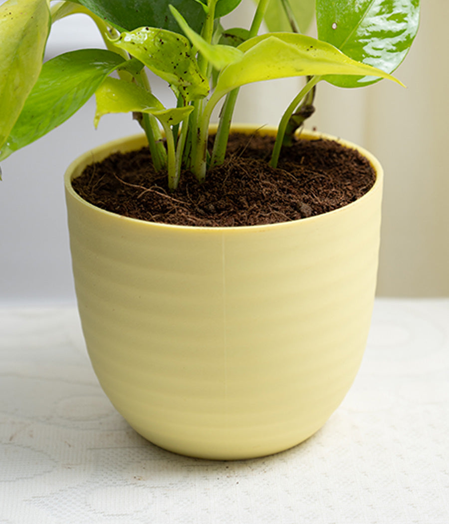 Golden Money Plant in Pastel Planter