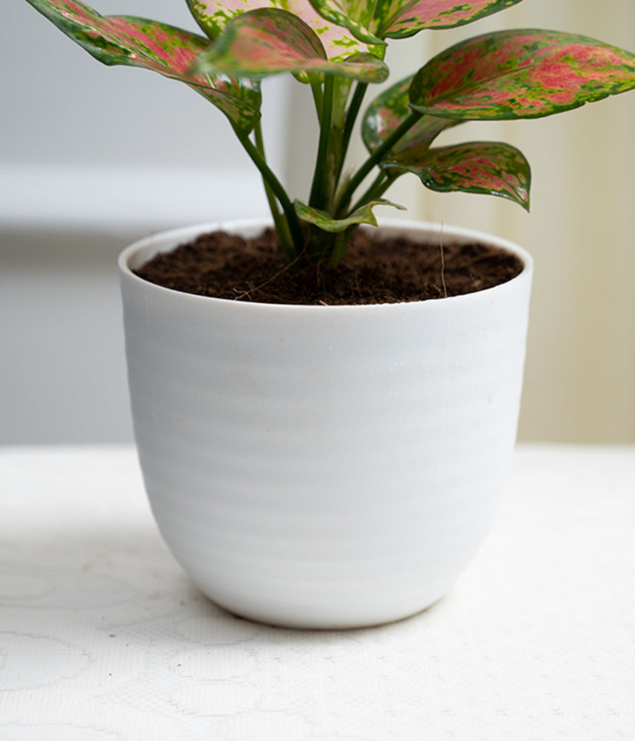 Aglaonema Lipstick in Pastel White Planter