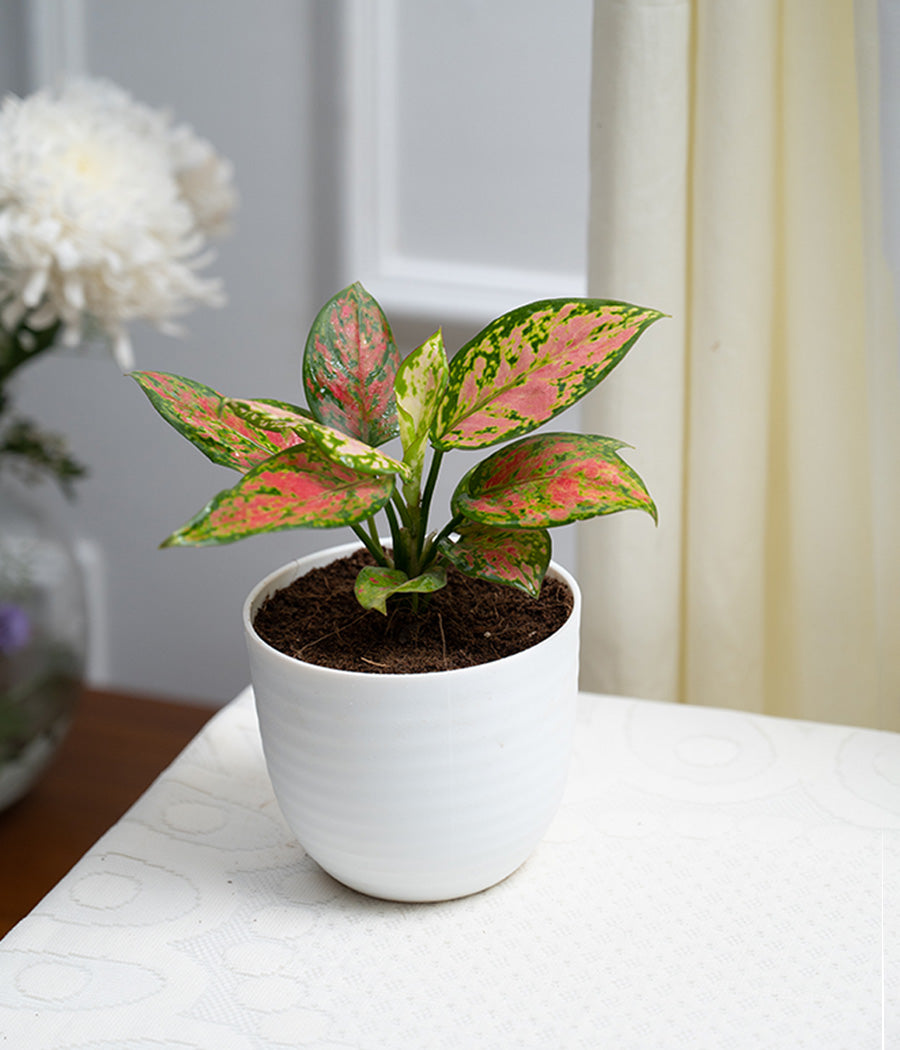 Aglaonema Lipstick in Pastel White Planter