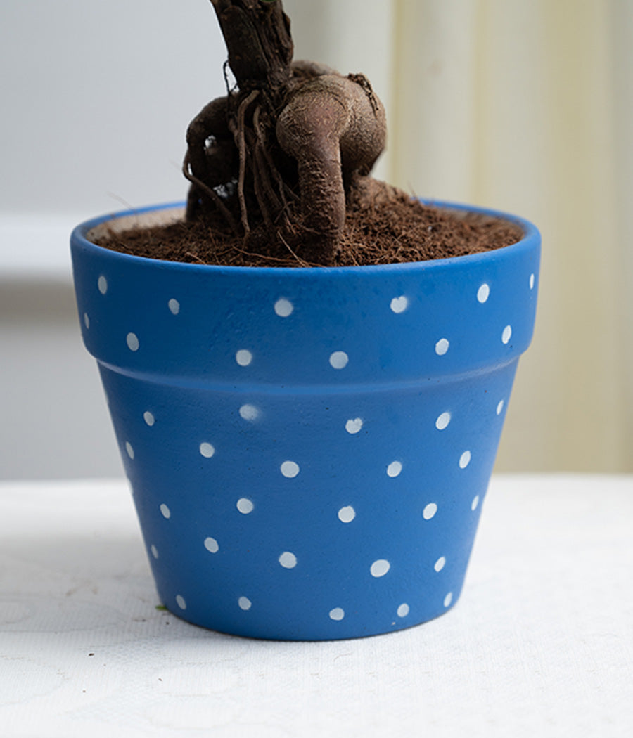 Ficus Bonsai in Blue Polka Ceramic Matte Pot