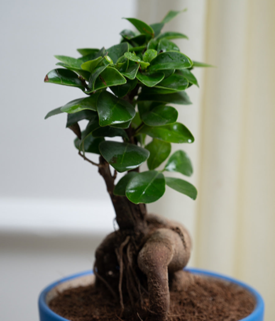 Ficus Bonsai in Blue Polka Ceramic Matte Pot