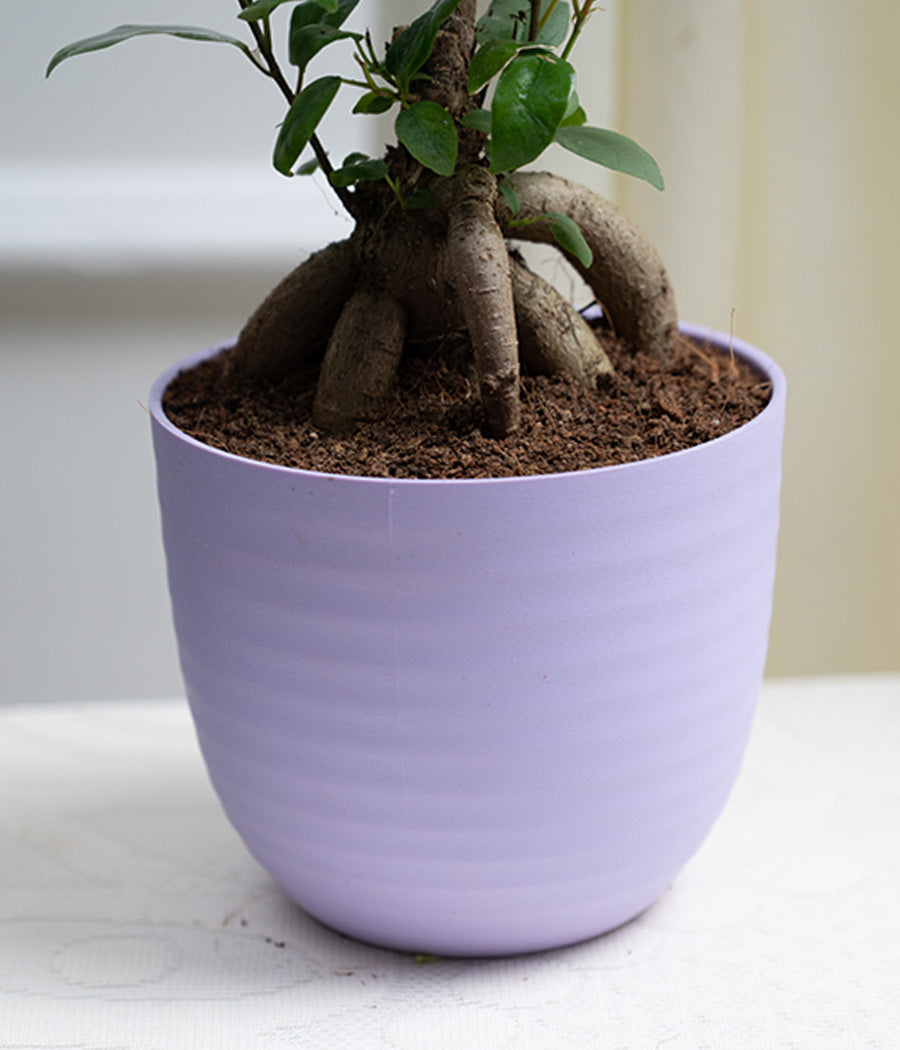 Ficus Bonsai in Pastel Lime Planter