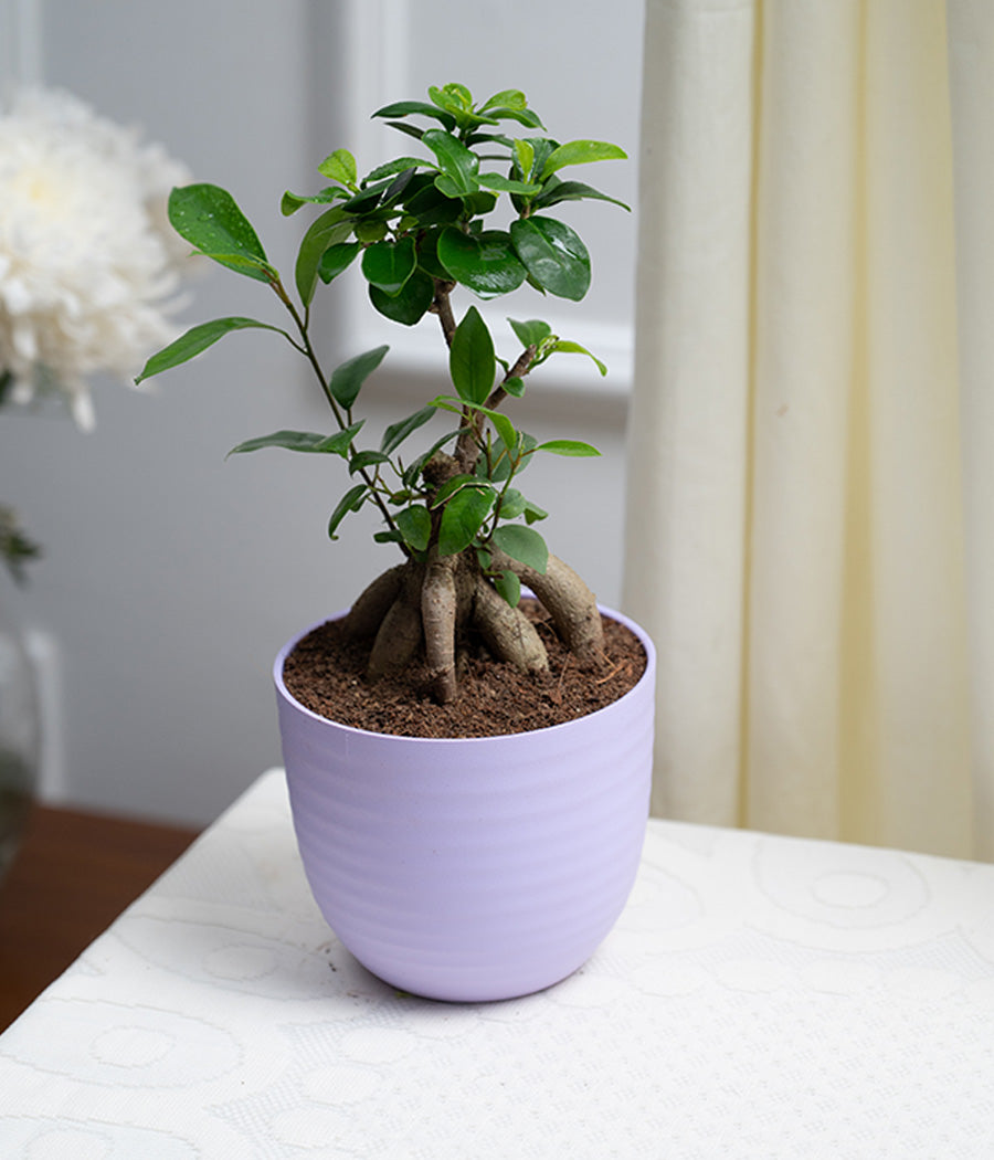 Ficus Bonsai in Pastel Lime Planter