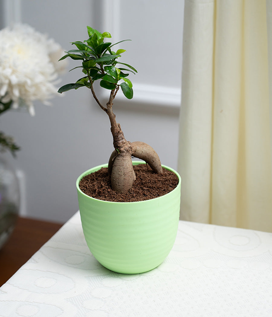 Ficus Bonsai in Pastel Lime Planter