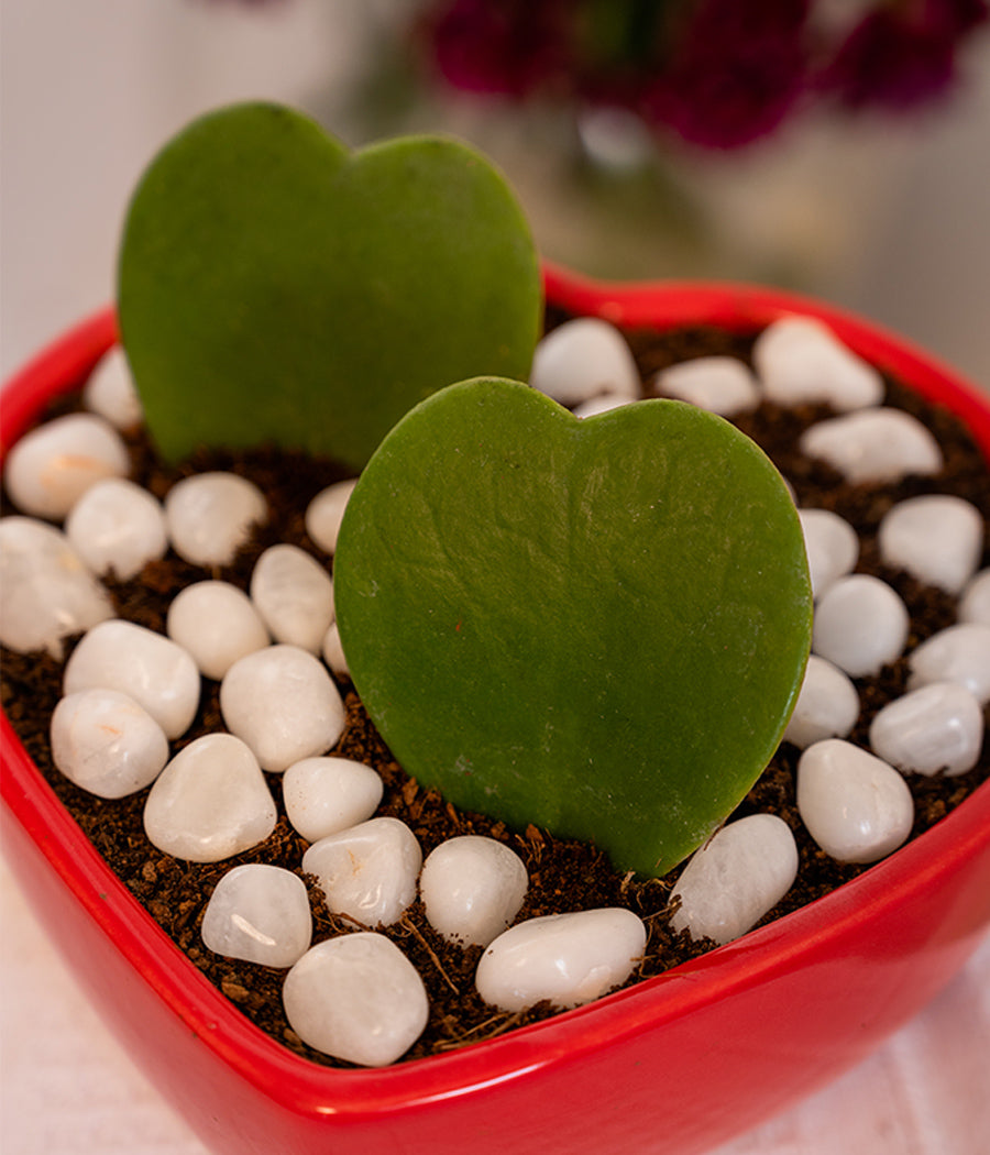 Pair of Hoya Hearts in Heart-shaped Pot